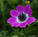 poppy anemone